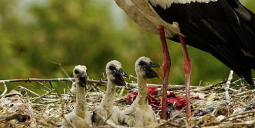 Bursa’daki Yaren Leylek Yavrularıyla Karacabey'de Görüntülendi