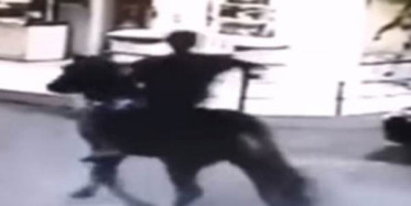 Brezilya'da Atla Hırsızlığa Gittiler!