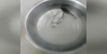 Donmuş Balık Suya Girince Yeniden Canlandı!