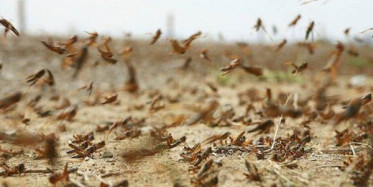 Mekke Çekirge İstilasına Uğradı