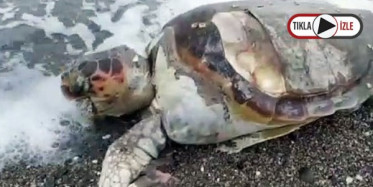 Marmaris'te Balıkçı Ağlarına Takılarak Ölen Caretta Caretta, Karaya Vurdu! 