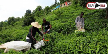  Rizeli Üretici Yaş Çay Hasadını Senegalli Arkadaşlarıyla Yapıyor