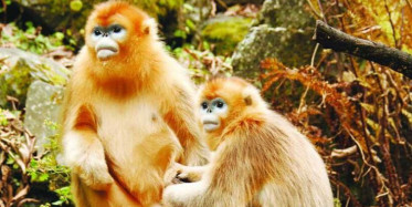 Çin'de Altın Maymunlar Yolu Kapattı