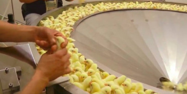 Civciv Fabrikasından Korkunç Görüntüler!