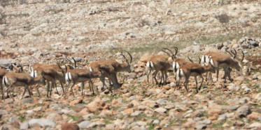 Cudi Dağı’na Bırakılan Ceylanlar Takip Ediliyor