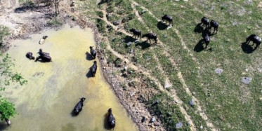 Arnavutköy'de Afrika Görüntüleri
