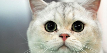 Denizli'de Ağaçtaki Kediyi Ege Şivesiyle Kurtarma Çabası