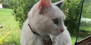 Denizli'de Kale Ağlarına Takılan Kediyi İtfaiye Kurtardı