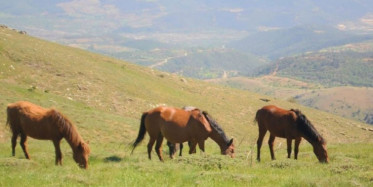 Denizli'deki Yılkı Atları Güzel Görüntülere Yer Verdi