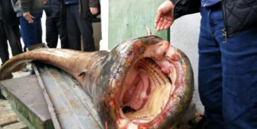 Dev Yayın Balığını Görenleri Şoke Etti!