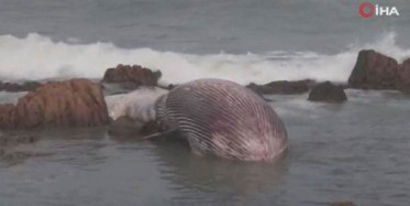 11 Metrelik Balina Kıyıya Vurdu