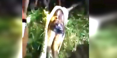 Dev Piton Adamı Yuttu! İnanılmaz Görüntü