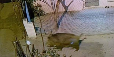 Malatya'da Yaban Domuzları Evlerin Bahçelerine Kadar Geldi