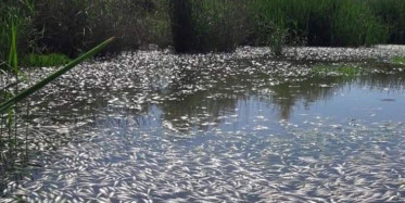 Diyarbakır’da Bulunan Dicle Nehri'nde Binlerce Balık Telef Oldu