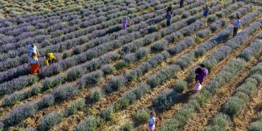 'Diyarbakır'da Olmaz Dediler' Lavanta Bahçeleri Çiftçilere Adeta Alternatif Ürün Oldu