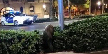 Barcelona Halkı Şehri Yaban Domuzlarına Teslim Etti!