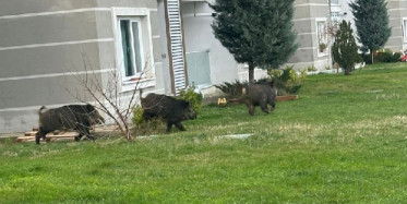 Domuzlar İstanbul'un göbeğini bastı: O anlar kameralara yansıdı