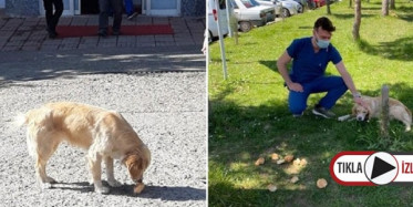 En Sadık Dostu Günlerdir Hastane Önünde Bekliyor!