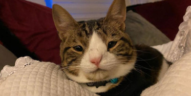 Down Sendromlu Kedinin Sevimli Anları