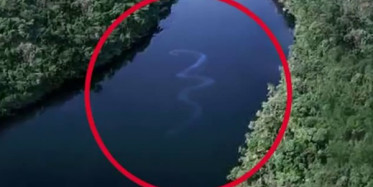 Dünyanın En Büyük Yılanının Doğum Anı!