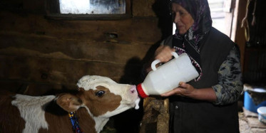 Düzce'de Yaylalara Yerleşenler İzole Hayatın Keyfini Çıkarıyor