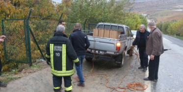 Meyve Bahçesine Giren Domuz Büyüklüğüyle Şaşkına Çevirdi 