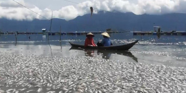 Endonezya’da Binlerce Ölü Balık Gölü Kapladı