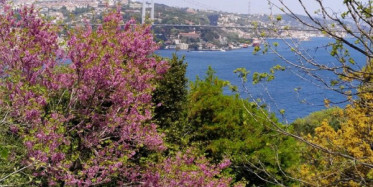 Erguvan Çiçekleri İstanbul'u Süslemeye Başladı