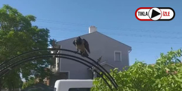 Erzincan'da Kargaların Güvenlik Görevlisine Saldırdığı Anlar Kamerada