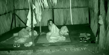 Gönüllüler Adasını İnekler Bastı