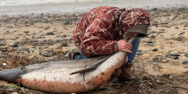 Eyüpsultan sahilinde akılalmaz görüntü: 24 ölü yunus balığı kıyıya vurdu