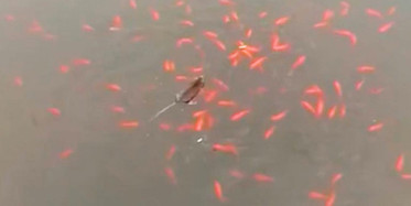 Fareler Göldeki Balıkları Avladı