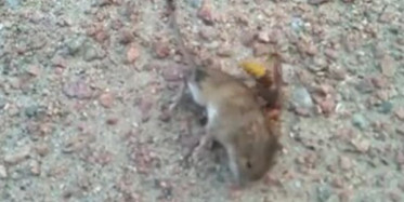 Fare ile Eşek Arısının Ölüm Kalım Savaşı