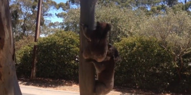 Arkadaşı Tarafından Ağaçtan Kovulan Sevimli Koala