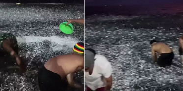 Filipinler'de hayrete düşüren anlar! Milyonlarca balık kıyıya vurdu: Kova kova topladılar! Kıyamet alameti...