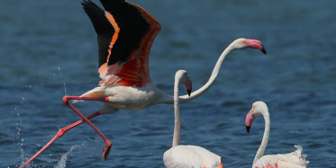 Flamingo Cenneti Kuruyor