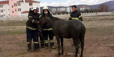Foseptik Çukuruna Düşen Atı İtfaiye Ekipleri Kurtardı
