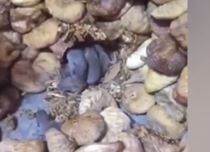 Farelerin Yediği İncirleri Millete Yedireceklerdi!