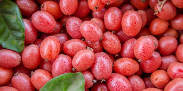 İğde Meyvesinin Faydaları 