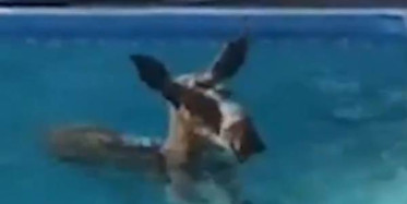 Havuzda Serinleyen Geyik 