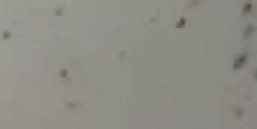 Irak'ta Çekirge Sürüleri Ekinlere Saldırdı