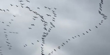 Göç Yolundaki Pelikanlardan Büyüleyici Gösteri