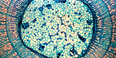 Gözümüzün Mikroskop İle Görüntüsü