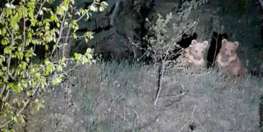 Gümüşhane’de Yavru Ayıların Gülümseten Görüntüleri