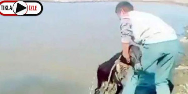 Sıpayı Göle Atarak İşkence Edenlerin Cezası Belli Oldu