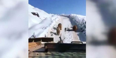 Hakkari'de Ayıların Askeri Aracın Önünde Koştuğu Anlar Kamerada