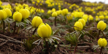 Hakkari’de Karlı Dağların Arasında Sarı Çiğdemler Açtı