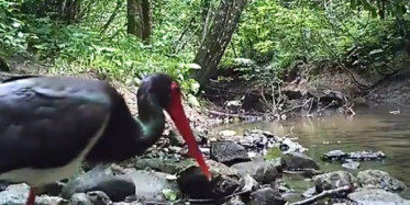 Doğal Hayat Fotokapana Yakalandı