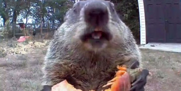 Bahçesindeki Ürünlerin Azaldığını Farketti! Sonuç Bu Çıktı