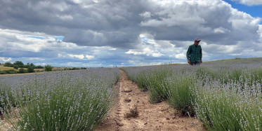 Hem Rengiyle Hem de Kokusuyla Mor Lavantalar Edirne'de Çiftçinin Gözbebeği